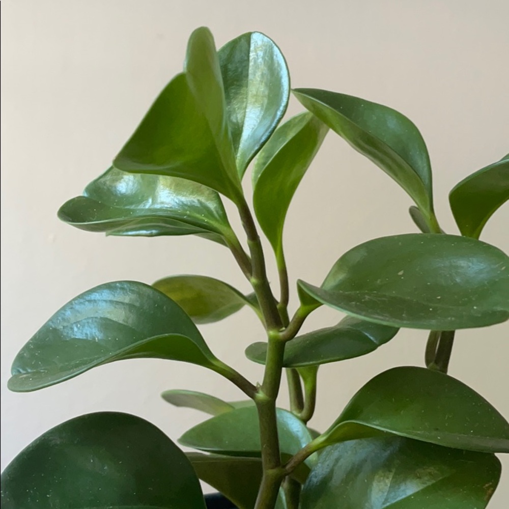 Peperomia obstusifolia cutting